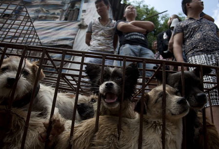 La vera storia di Yulin: il festival in Cina dove vengono uccisi migliaia di cani article-post