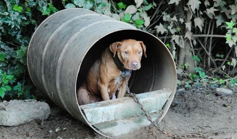 animali abbandonati