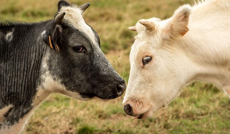 carne bovina aids