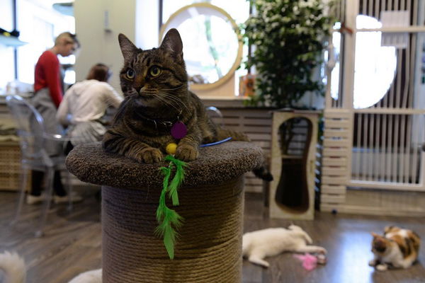 I 25 modi che ha un gatto per dirvi che vi ama