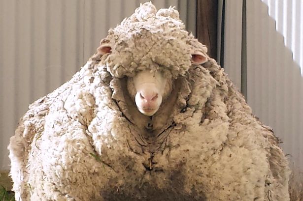 L Australia Impazzisce Per La Pecora Che Nessuno Tosa Da Anni Giornalettismo