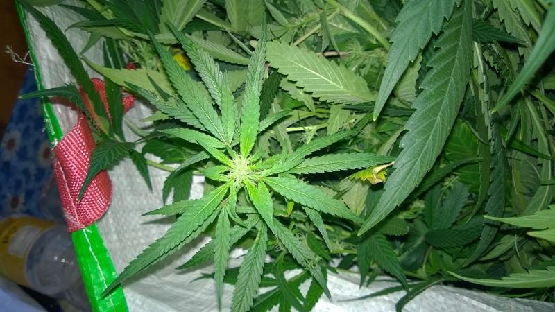 legalizzazione cannabis