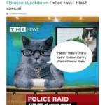 bruxelles polizia gattini twitter