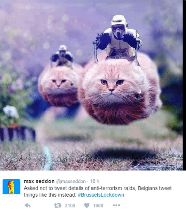 Twitter invaso dai gattini per aiutare la polizia di Bruxelles