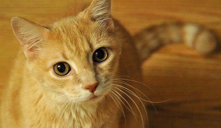 come pagare meno tasse con gli animali