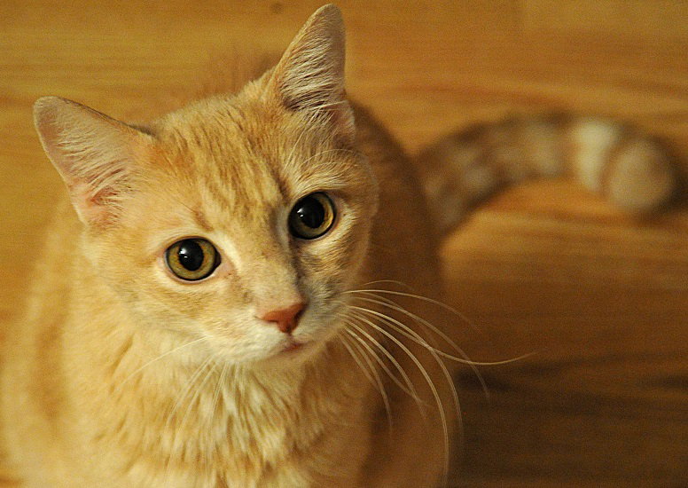 Come risparmiare con le detrazioni fiscali per cane e gatto article-post