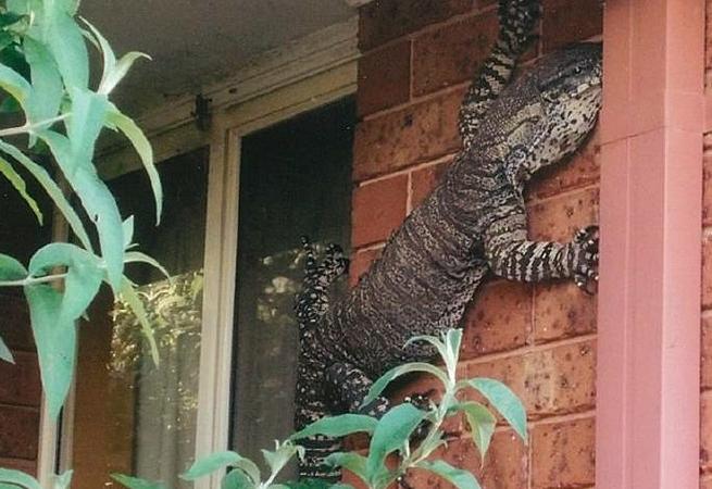 Un goanna sul muro di casa