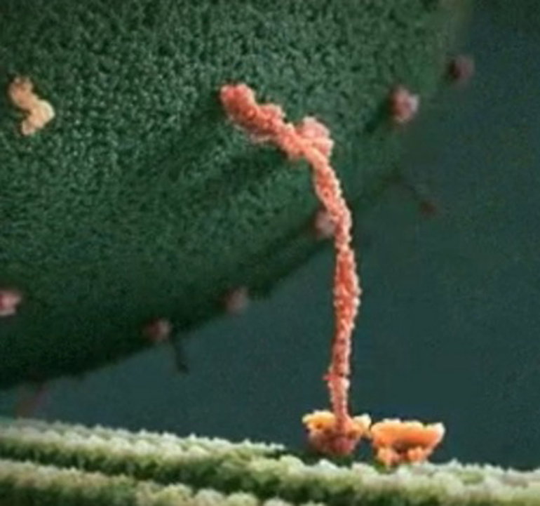 La gif con la “molecola della felicità” che non lo era article-post