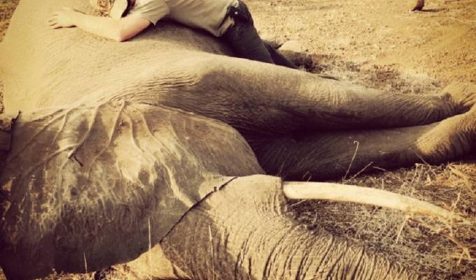 principe-harry-elefante-sudafrica-foto