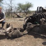 principe-harry-elefante-sudafrica-foto