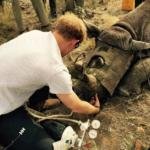 principe-harry-elefante-sudafrica-foto