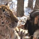 tigre e capra zoo safari primorski