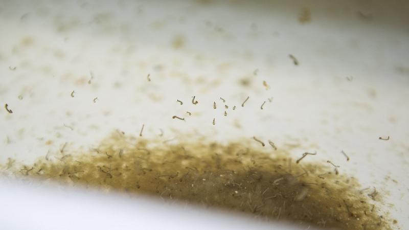 Zika Virus