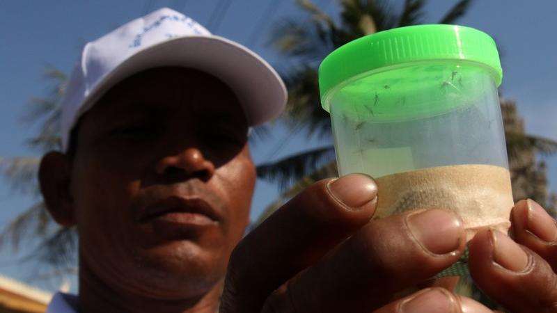 Zika virus