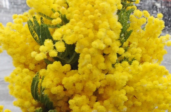 Festa della Donna, tutte le bufale sulle origini dell’8 marzo article-post