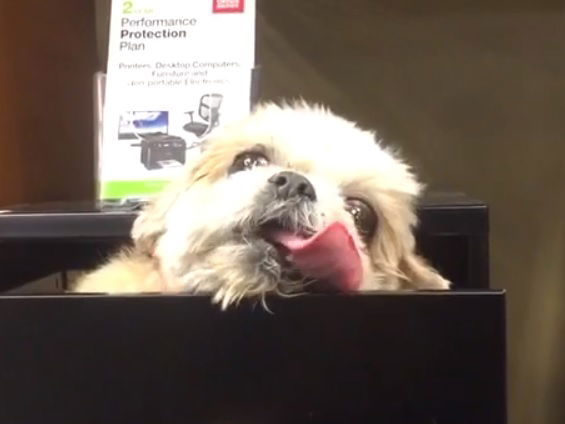 video cani divertenti