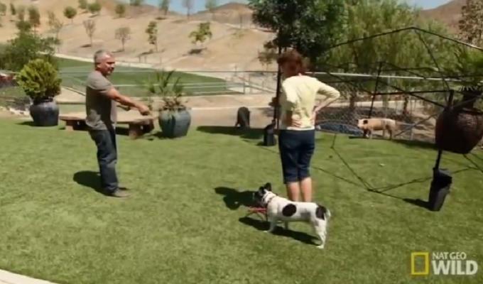 Dog Whisperer - Uno Psicologo Da Cani