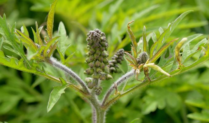 allergie aprile