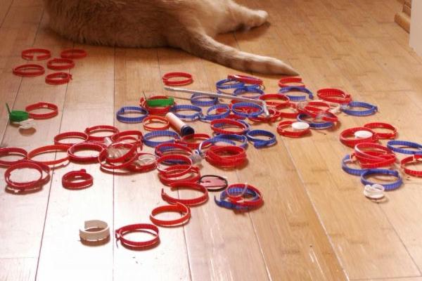gatto collezione