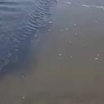 petrolio in mare marina di grosseto video bufala