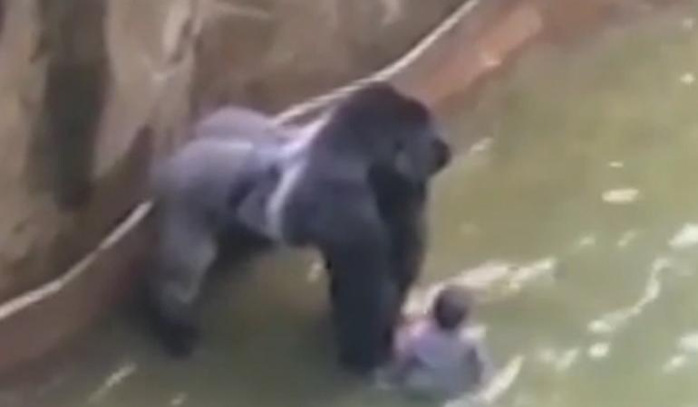 bambino cade recinto gorilla video