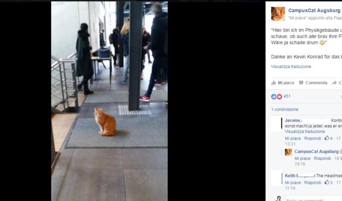 campus cat