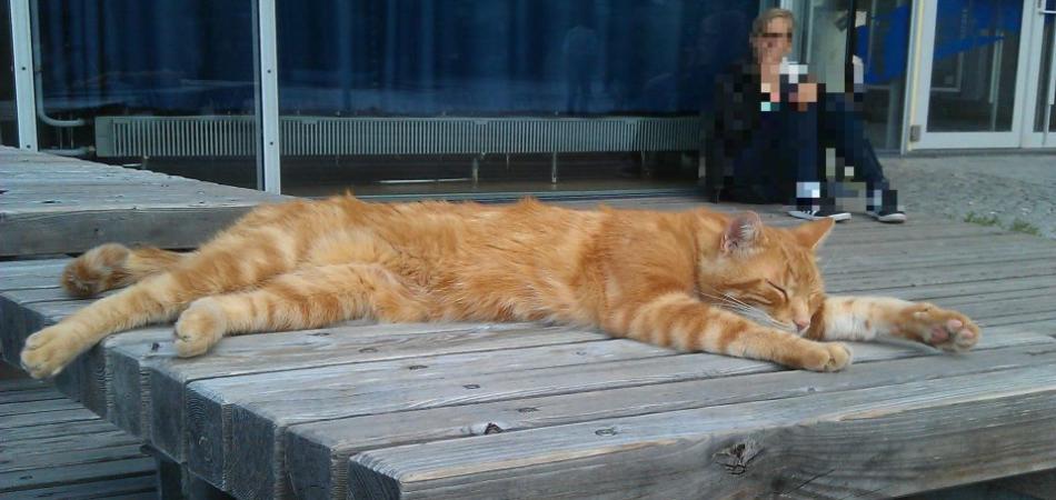 campus cat