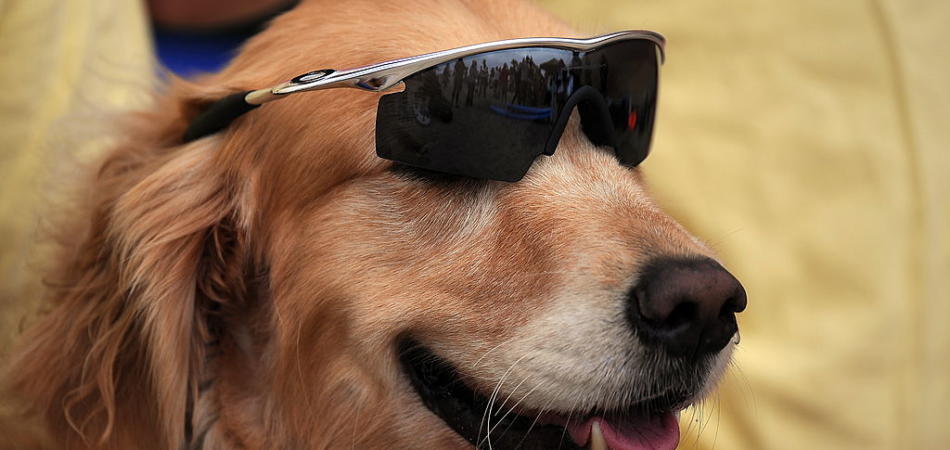 vacanze con il cane