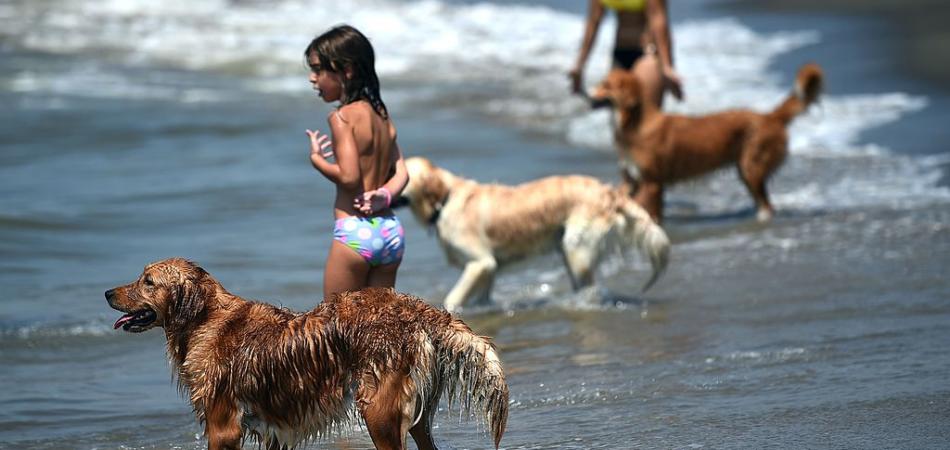 cani in spiaggia