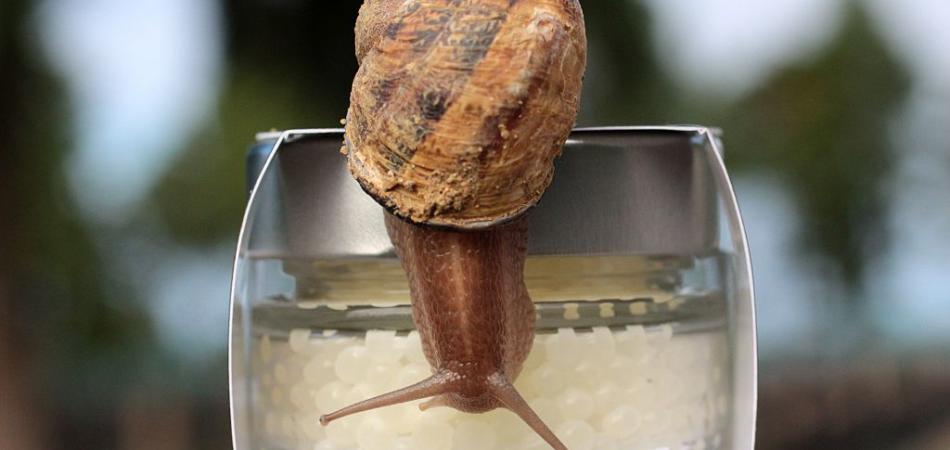 sciroppo di lumache