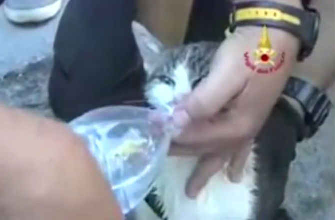 gattina salvata terremoto amatrice