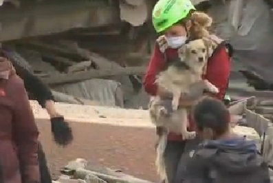 terremoto amatrice cani