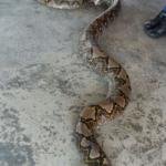 serpente più lungo del mondo