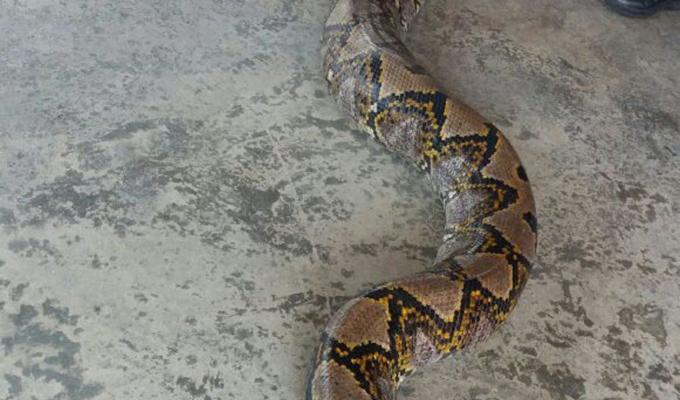 serpente più lungo del mondo
