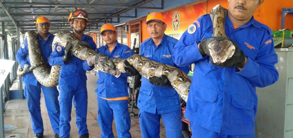serpente più lungo del mondo