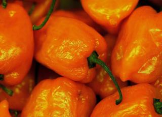 peperoncini più piccanti del mondo