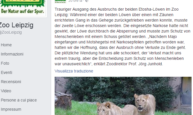 Leone ucciso zoo Lipsia