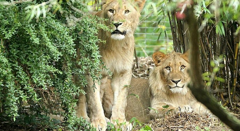 Leone ucciso zoo Lipsia