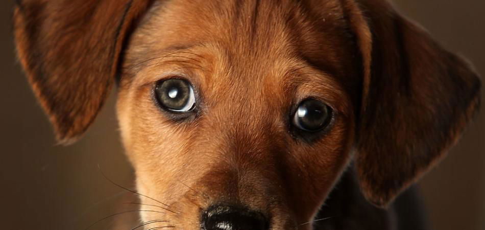 Cani foto Instagram