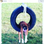 Cani foto Instagram