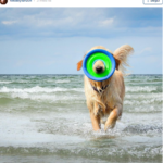 Cani foto Instagram