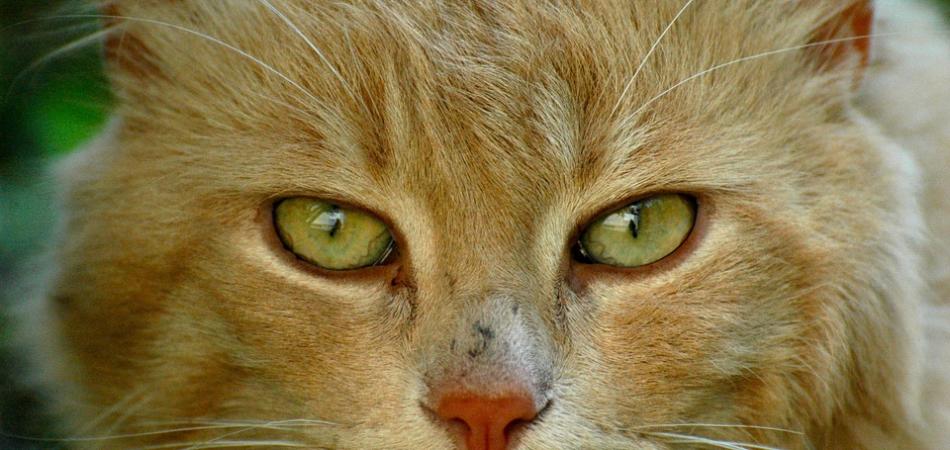 Ecografia gatto