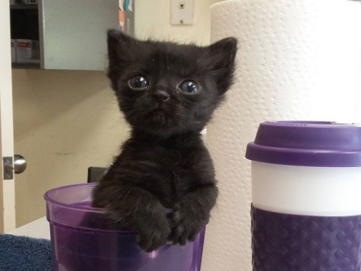 gatto micro