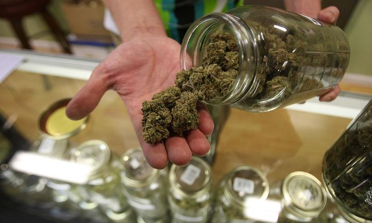 cannabis terapeutica farmacie