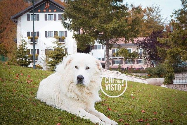 hotel rigopiano cani