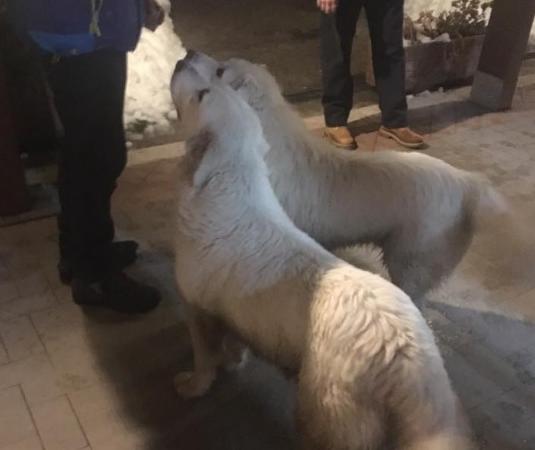 cani hotel rigopiano