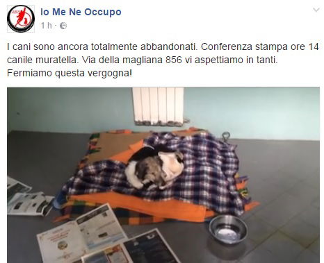 canile muratella