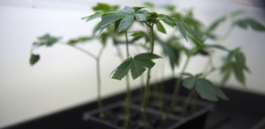 Cannabis suicidio