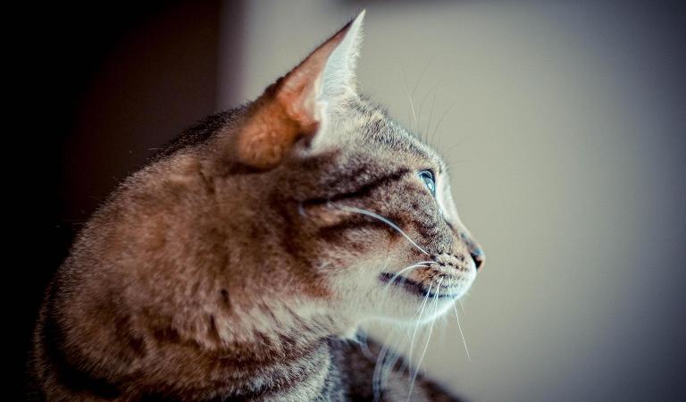 gatto ucciso udine