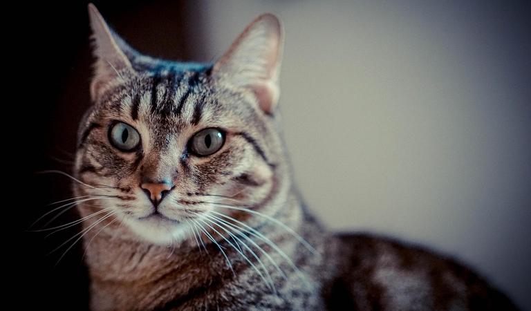 passaporto cane gatto
